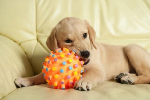 Tips-For-Buying-a-New-Toy-For-Your-Dog.jpg