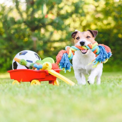 Types-Of-Pet-Toys-For-Dogs.jpg